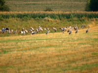 sejmiki nad biebrza